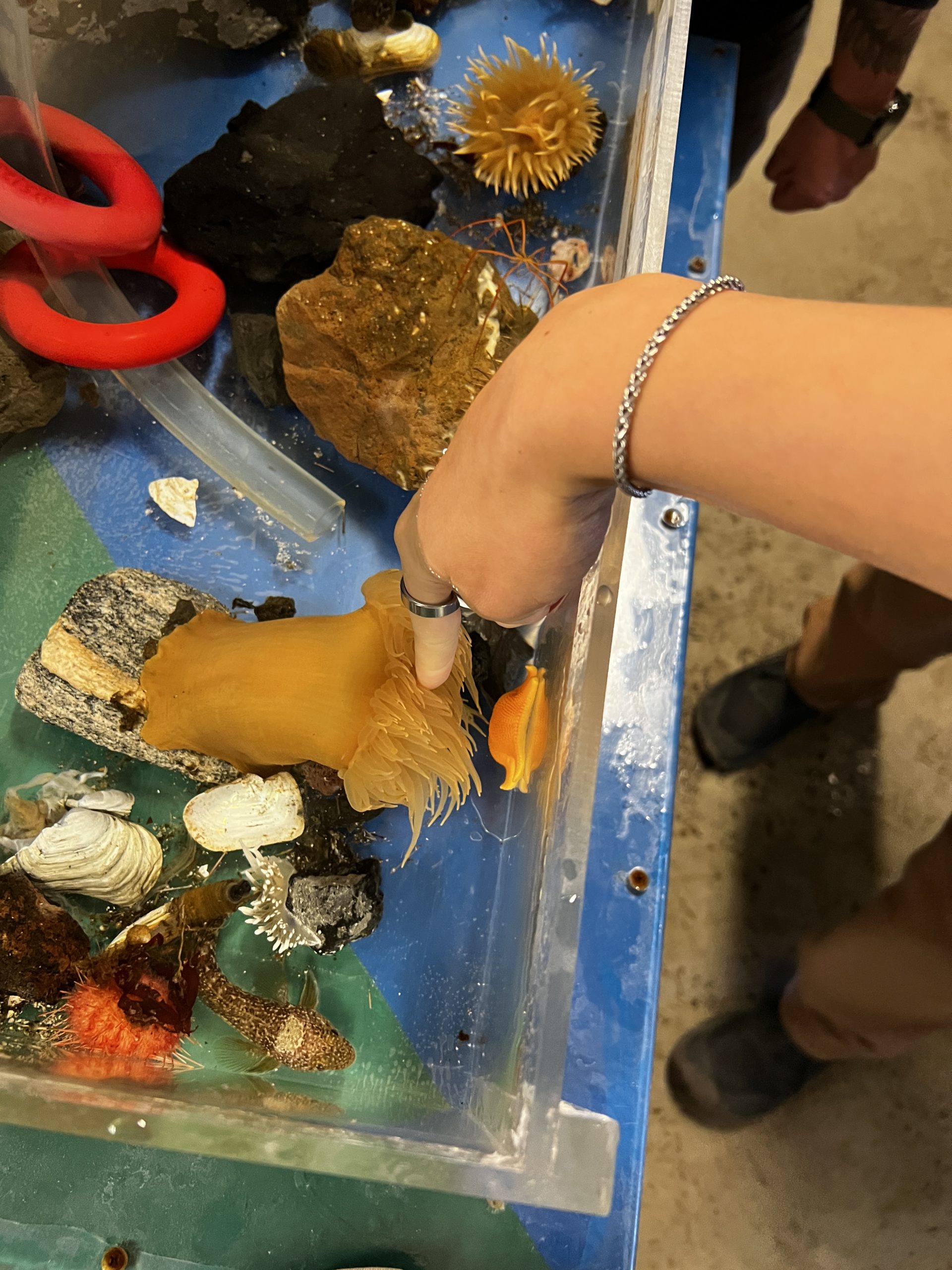 Touching the anemone