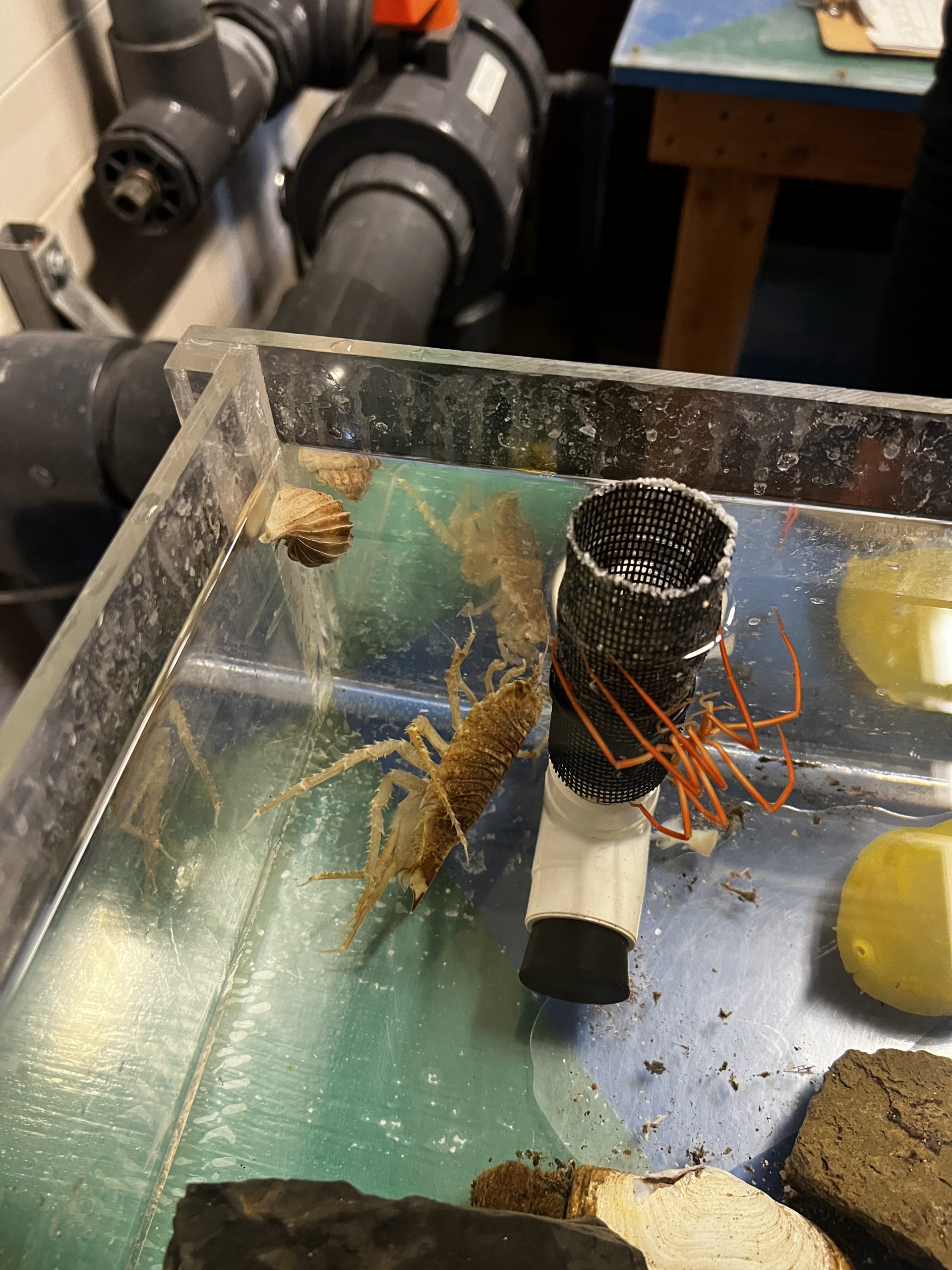 Sea spider and another creepy mysterious creature