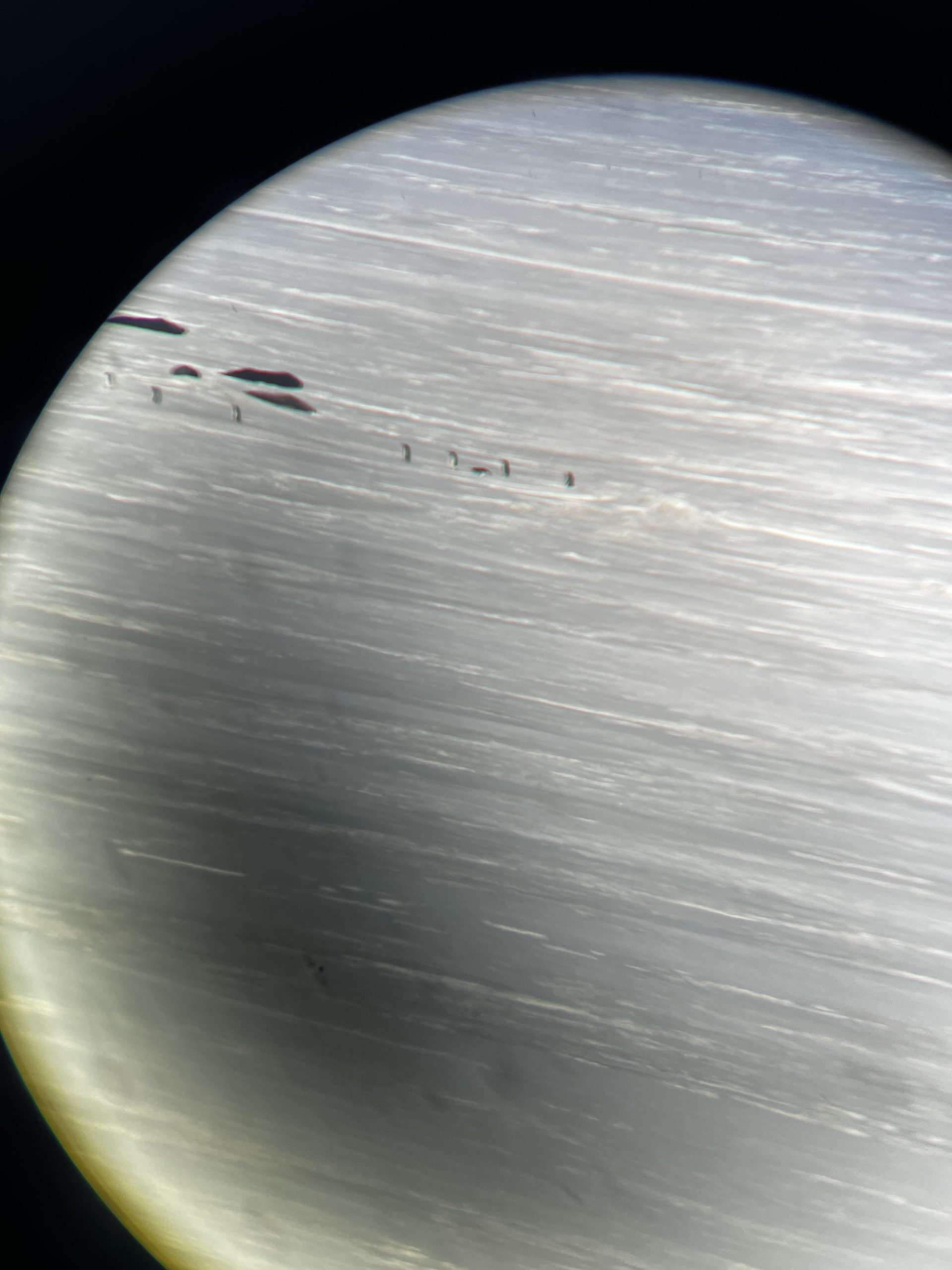 A terribly blurry picture of Adélie penguins through the telescope