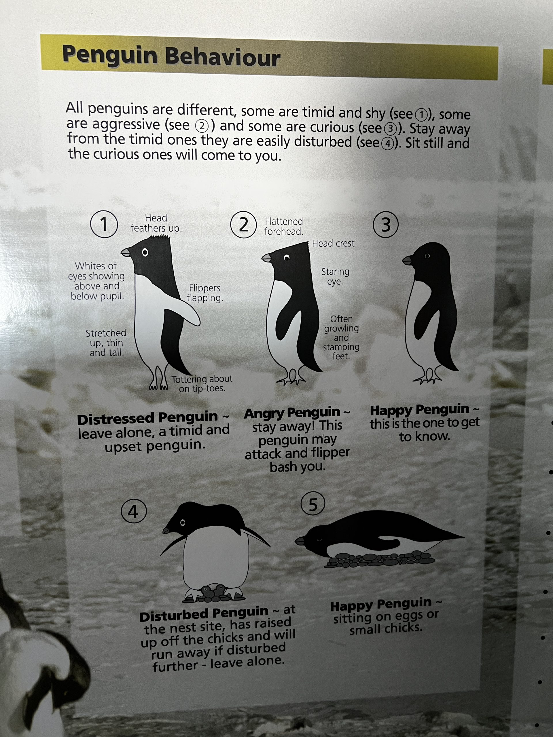 Penguin mood chart
