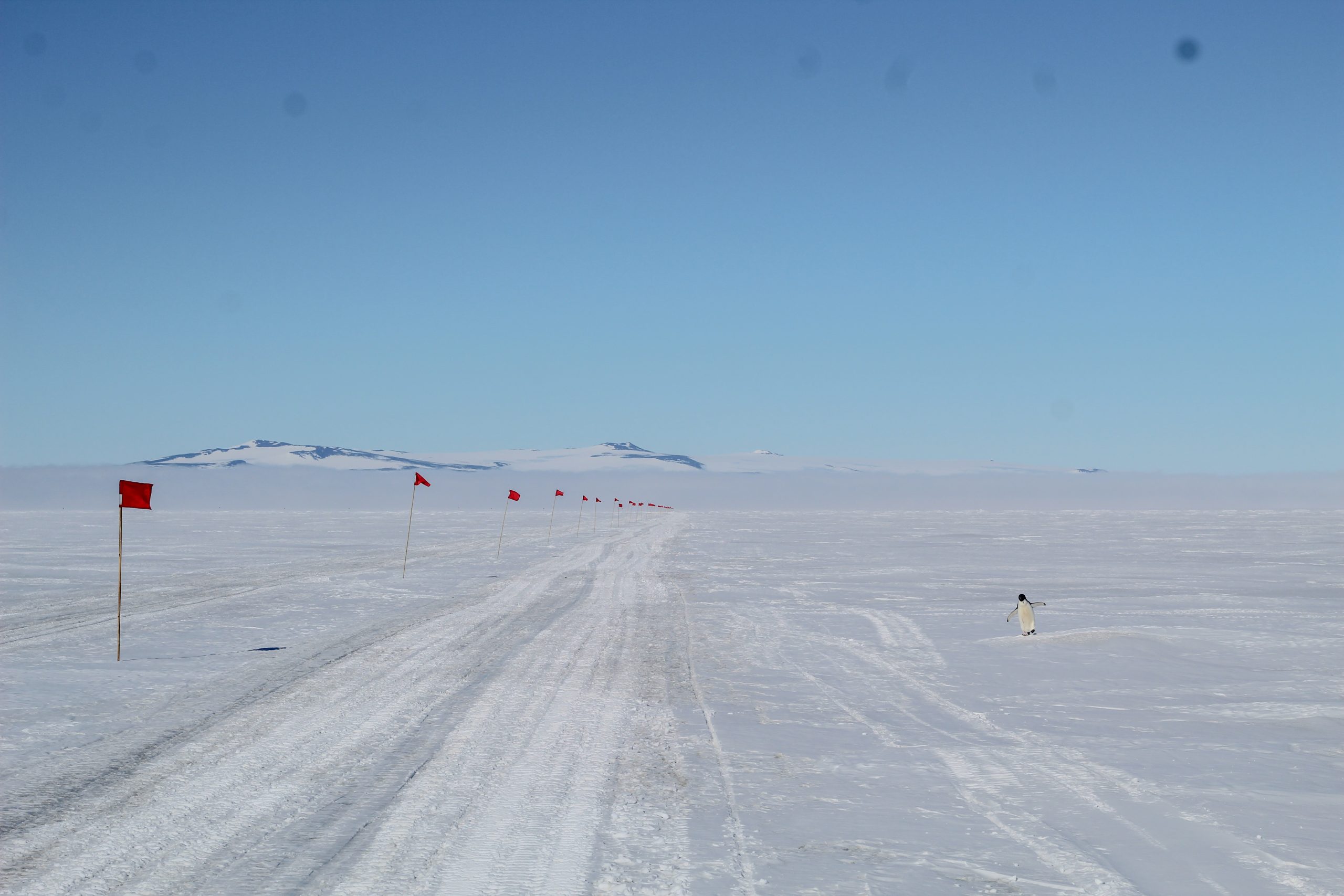 Cape Armitage path and our penguin