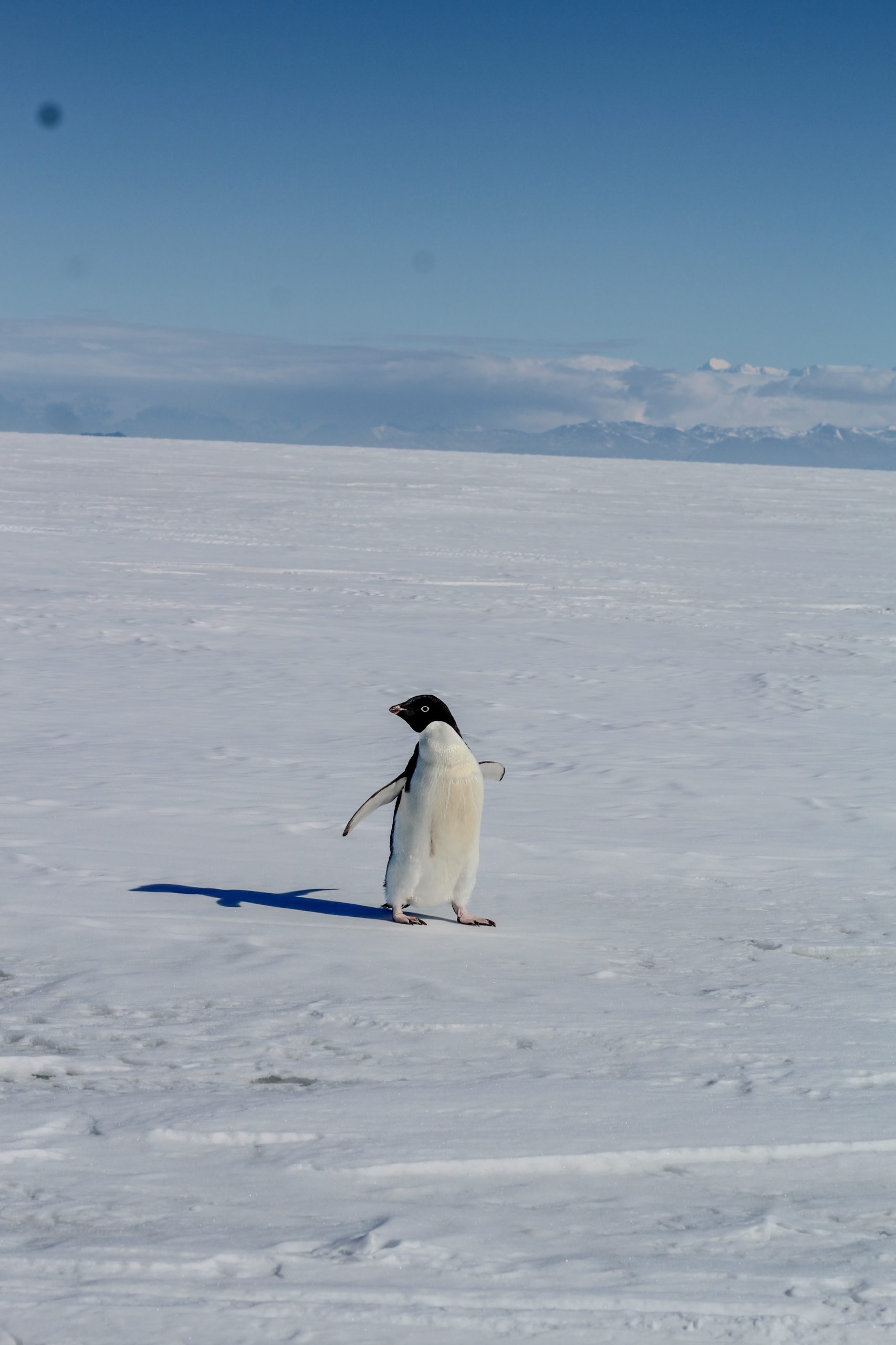 Glamour shot of an Adélie penguin