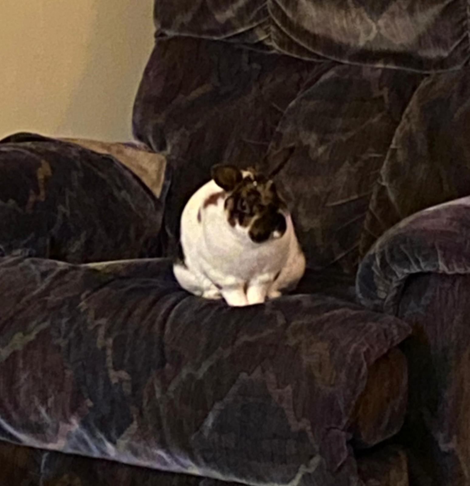 Sneffles sitting on Elliot's chair