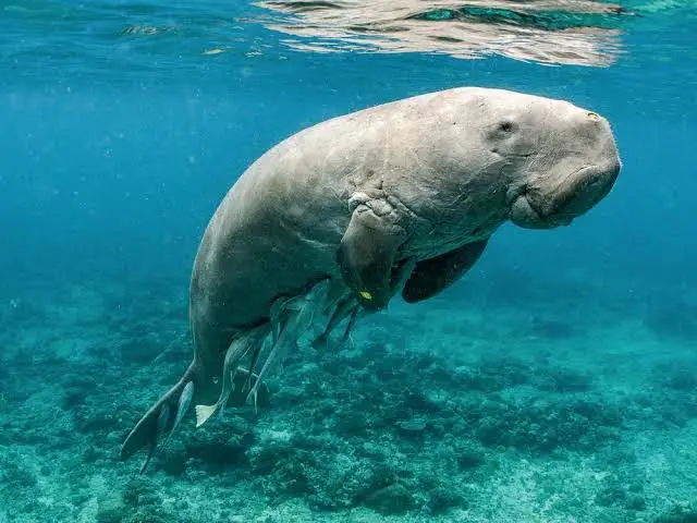 Dugong in the water (from Smithsonian)