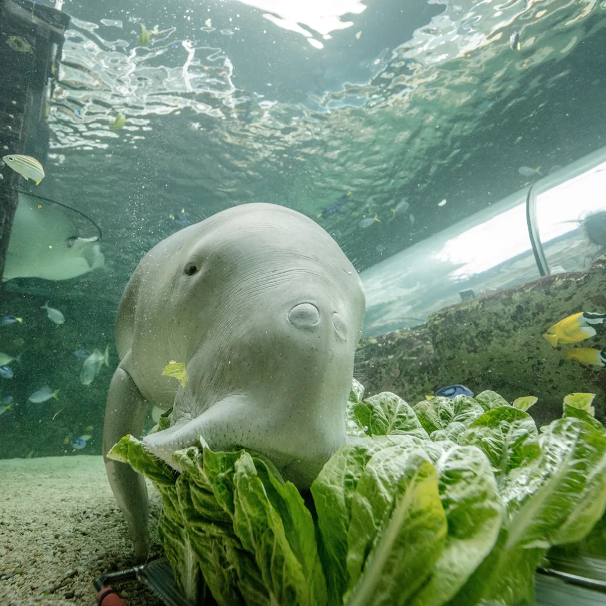 Dugong grazing (from Sea Life)