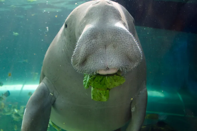 Dugong eatting lettuce (from Sea Life)