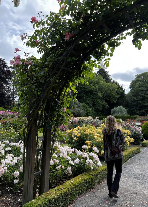 Exploring the Christchurch Rose Gardens