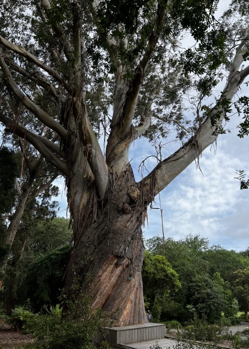 Christchurch Botanic Gardens