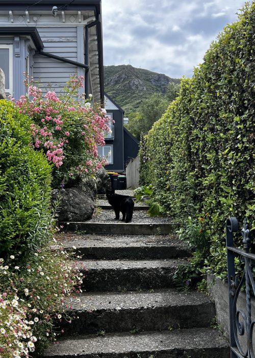 Made a new friend in Lyttleton