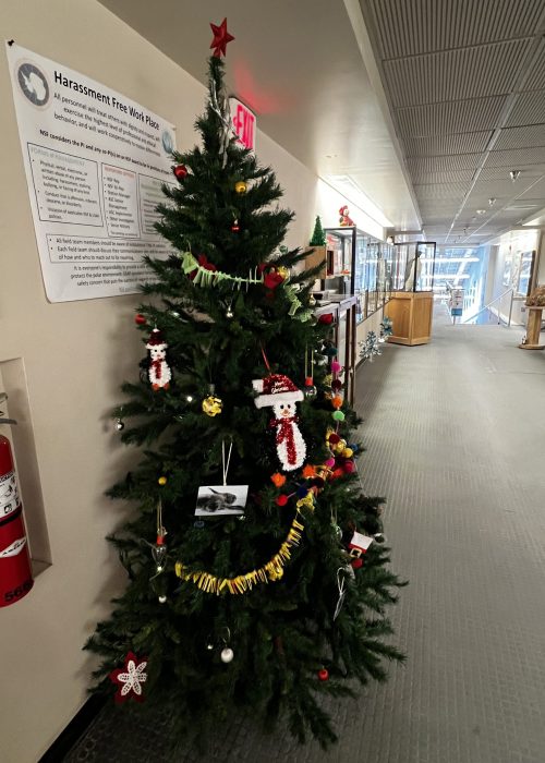 Christmas tree in the science building