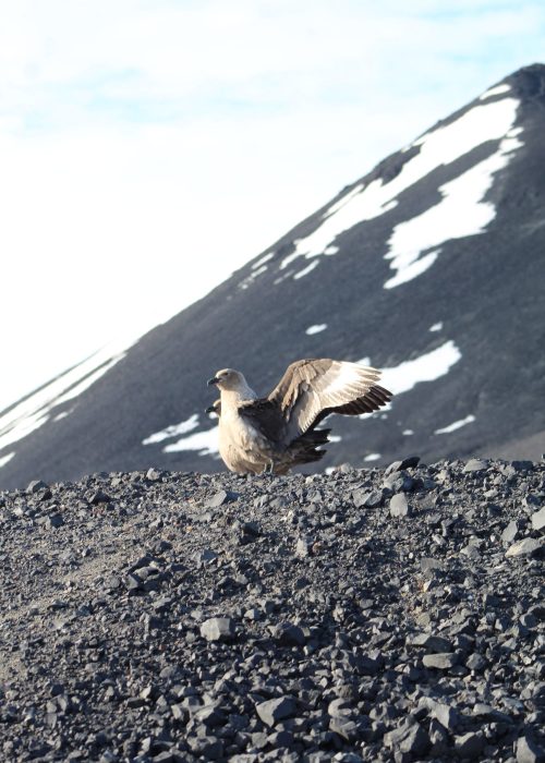Two Antarctic skua seabirds